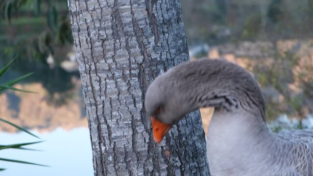 4k v&iacute;deo. Ganso curioso observando en la naturaleza a la orilla del r&iacute;o