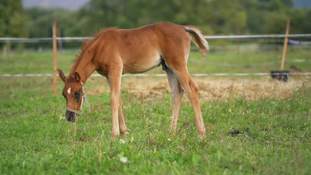 Brown Arabian horse foal grazing over green grass field, view from side