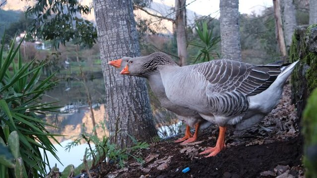 4k v&iacute;deo. Pareja de gansos relajados en la orilla del r&iacute;o