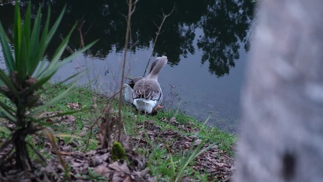 4k v&iacute;deo. Slow motion Dos gansos en la naturaleza bajando al r&iacute;o a nadar mientras mueven las colas de forma adorable
