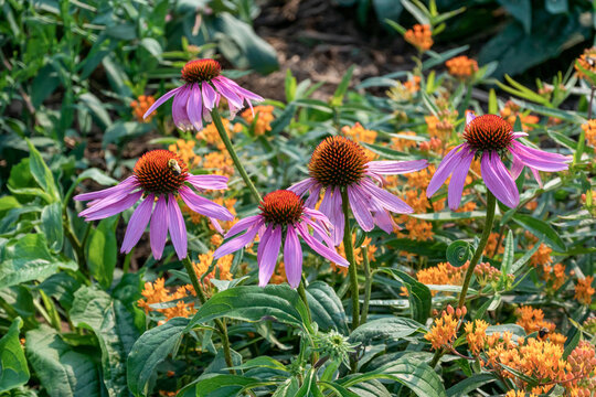 Pink Coneflowers Growing In The Native Plant Garden