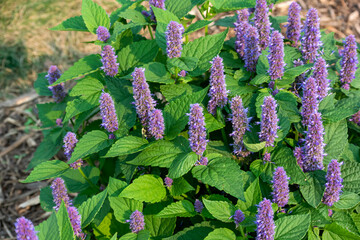 Purple Giant Hyssop Growing In The Native Plant Garden