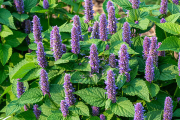 Purple Giant Hyssop Growing In The Native Plant Garden