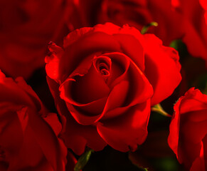 Czerwone róże na czarnym tle
