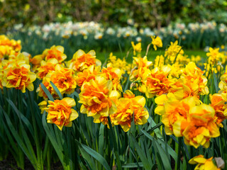 Obraz premium Spring flowers in the garden