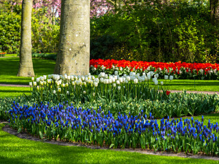 Spring flowers in the garden