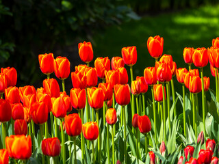 Obraz premium Spring flowers in keukenhof garden, holland