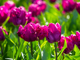 Spring flowers in keukenhof garden, holland