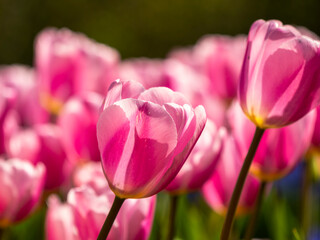 Spring flowers in keukenhof garden, holland