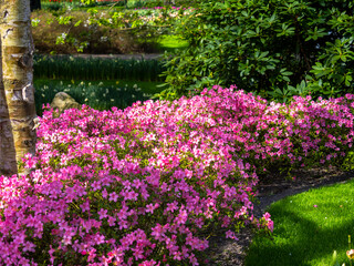 Spring flowers in keukenhof garden, holland