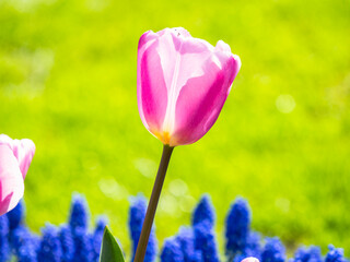Spring flowers in keukenhof garden, holland