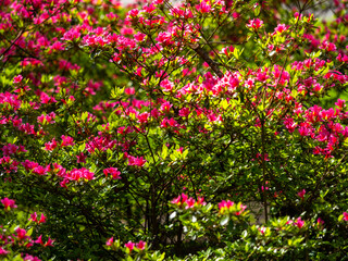 Spring flowers in keukenhof garden, holland