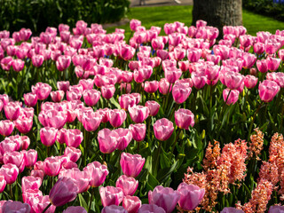 Spring flowers in keukenhof garden, holland