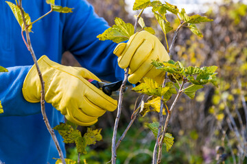 Pruning currant bushes in autumn. The pruner in the hands of the gardener.