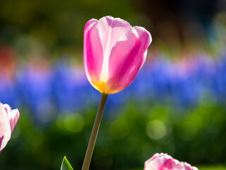 Spring flowers in keukenhof garden, holland