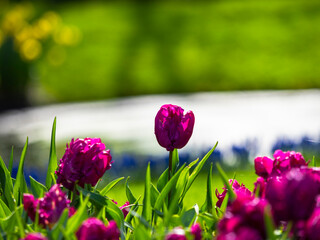 Spring flowers in keukenhof garden, holland