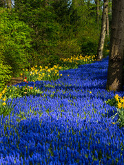 Landscape in Keukenhof garden, Holland