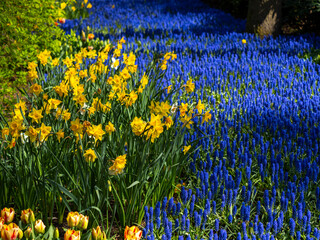 Landscape in Keukenhof garden, Holland