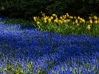 Landscape in Keukenhof garden, Holland