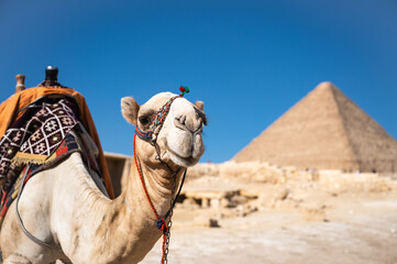 Camel looking the camera next to the pyramid