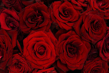 Dark red velvet roses on a black background. Wallpapers, nature