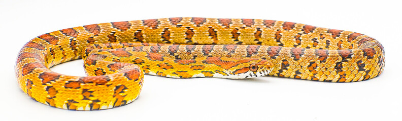 corn snake - Pantherophis guttatus -  formerly known as Elaphe Guttata or red rat snake.  Isolated on white background