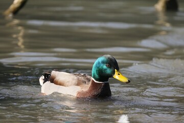 Duck with a green head on the water