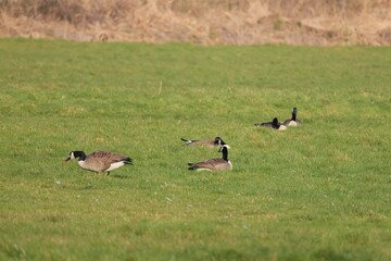 A couple of american gooses are resting on the green grass