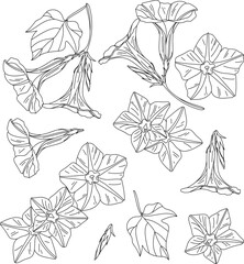 Set of exotic leaves and flowers, botanical illustration