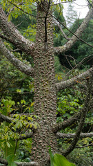 arbusto con protuberancias