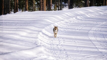 Yellowstone National Park, Wyoming and Montana. Northwest. Coyote. Madison Junction. Hayden Valley.
