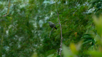 Descripción original La especie T. palmarum fue descrita por primera vez por el naturalista alemán Maximilian zu Wied-Neuwied en 1821 bajo el nombre científico Tanagra palmarum; su localidad tipo es: 
