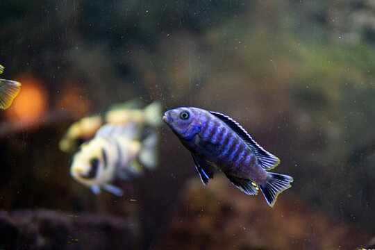 Pseudotropheus saulosi