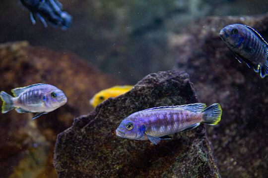 Pseudotropheus saulosi