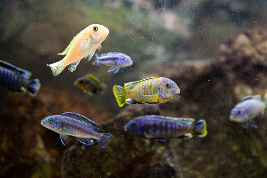 Pseudotropheus saulosi