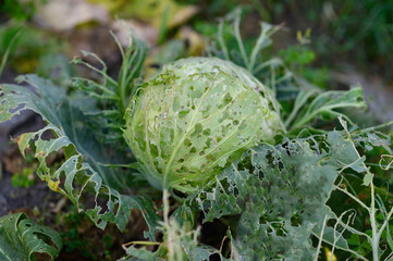 Head of cabbage and leaves damaged by pests, close-up. The consequences of the invasion of...
