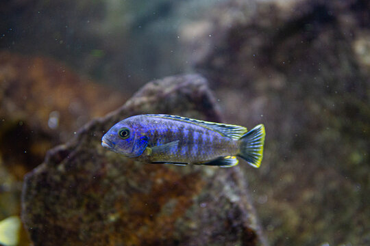 Pseudotropheus saulosi