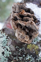 mushroom on the tree