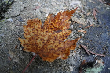 leaf on stone