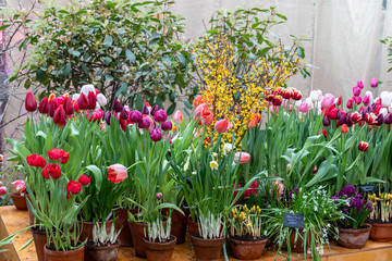 Spring flowers on exhibition in the Botanic Gardens of Moscow State University