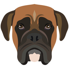The face of a Boxer dog. Vector portrait of a dog head isolated on white background.