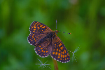 Top view of brown and orange spotted butterfly, false heath fritillary, an endangered species, sitting on green grass. Blurry background. Summer day in nature.