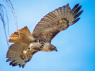 red tailed hawk