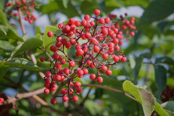 Obraz premium Branches of ripe berries of Elderberry red Sambucus racemosa with green foliage in the summer garden.