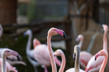 Fototapeta premium Phoenicopteridae - Flamingo portrait where the eye and long neck are visible. The photo has a nice bokeh with a blurred background.