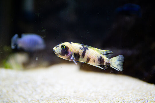 Metriaclima orange blotch