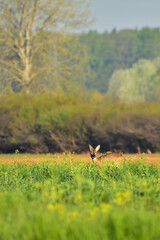 deer in the meadow