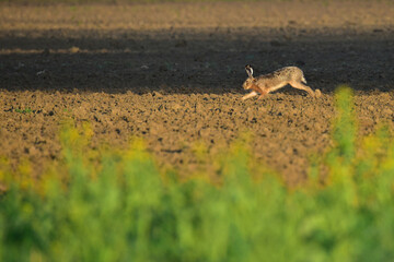 wild rabbit in the field
