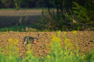 wild rabbit in the field