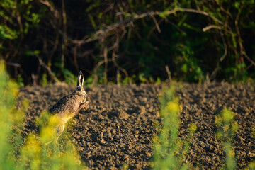 wild rabbit in the field